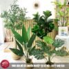 Cây Giả Decor Nội Thất